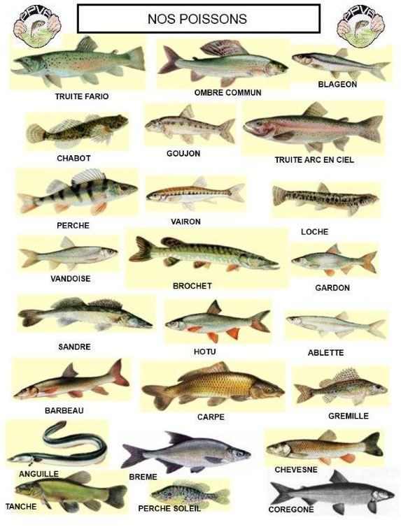 Les poissons de PPVA